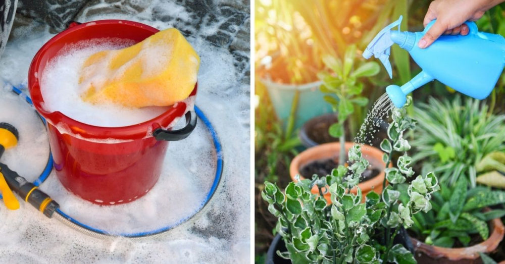 Reusar El Agua De La Lavadora Para Regar Las Plantas El Heraldo De