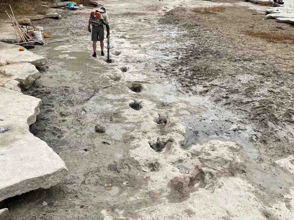 Encuentran Huellas De Dinosaurios En Parque De Texas El Heraldo De