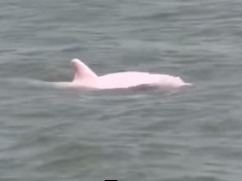 Pescador captó delfines rosados en río de Luisiana fue sorprendente