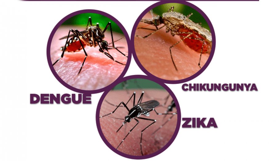 Julio Y Agosto Cuando M S Se Presenta Riesgo De Dengue Chikungunya Y Zika El Heraldo De San