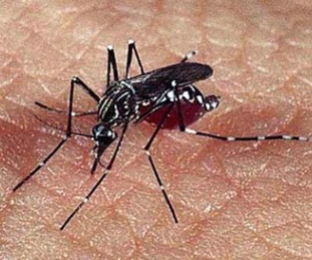 dengue