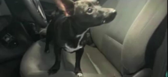 Policías rescataron a un can encerrado en camioneta