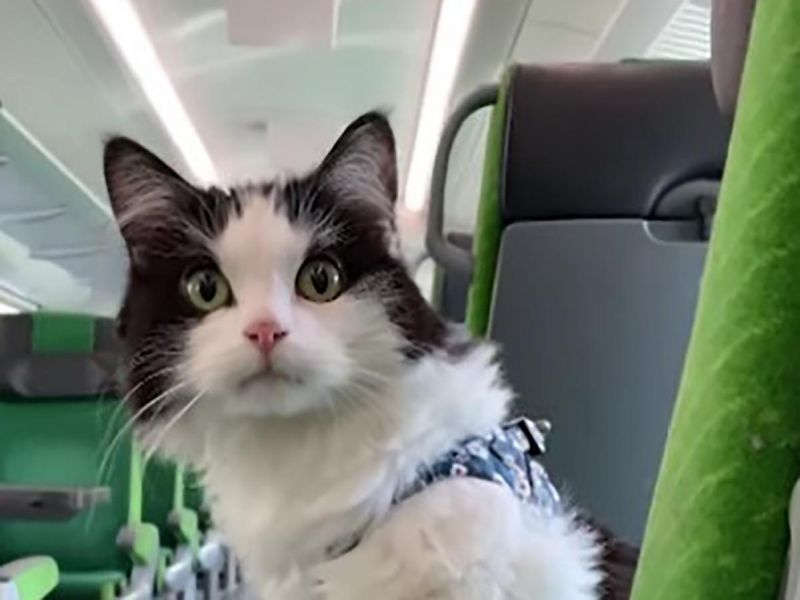 Gato viaja largas horas en tren