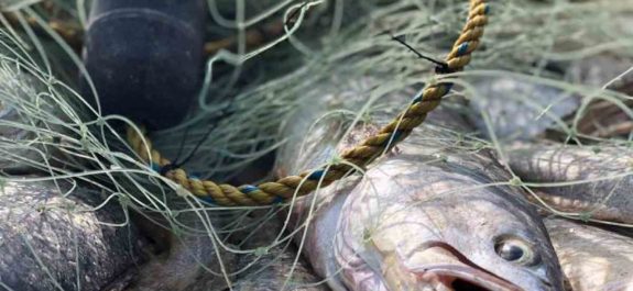 Crimen organizado invierte en pesca ribereña