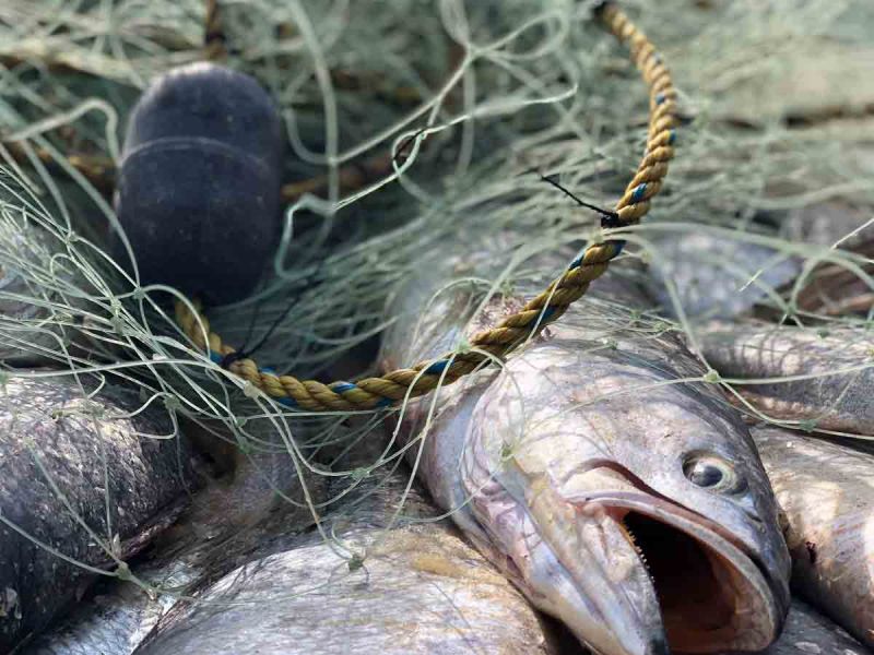Crimen organizado invierte  en pesca ribereña