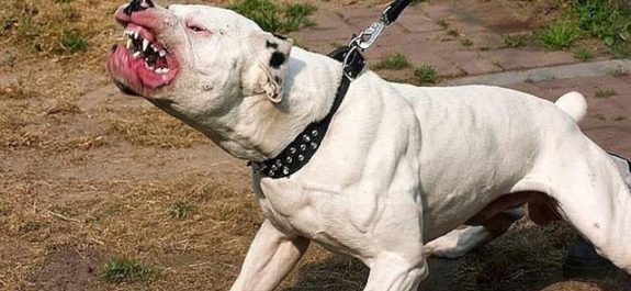 Policía salva a hombre de un ataque de perro Pitbull; le disparó al animal