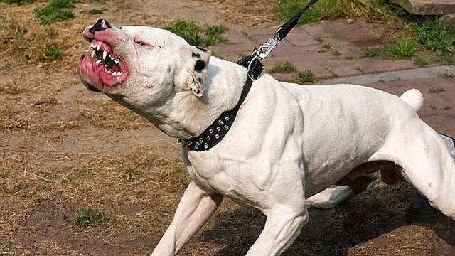 Policía salva a hombre de un ataque de perro Pitbull; le disparó al animal