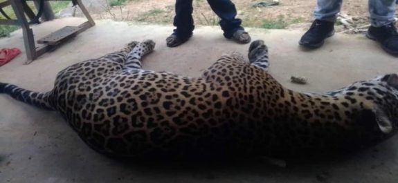 jaguar en peligro de extinción