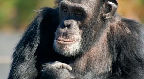 Es expulsada de un zoológico por tener un romance con un chimpancé