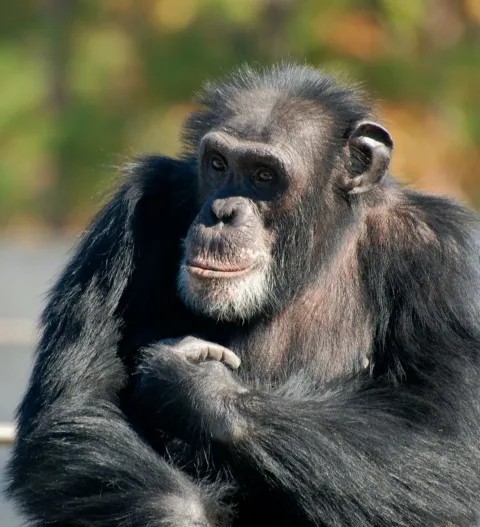 Es expulsada de un zoológico por tener un romance con un chimpancé