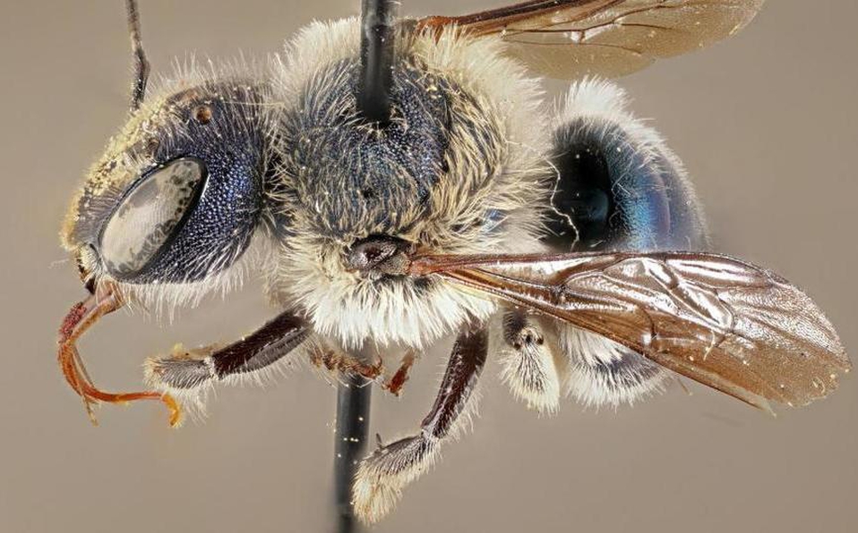 abejas-azules-reaparecen-unidos-florida