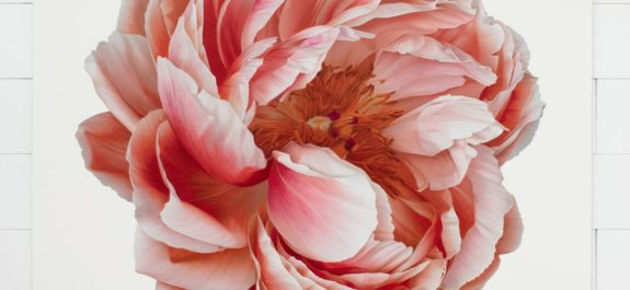 cj-hendry-floral-colored-pencil-drawings-1