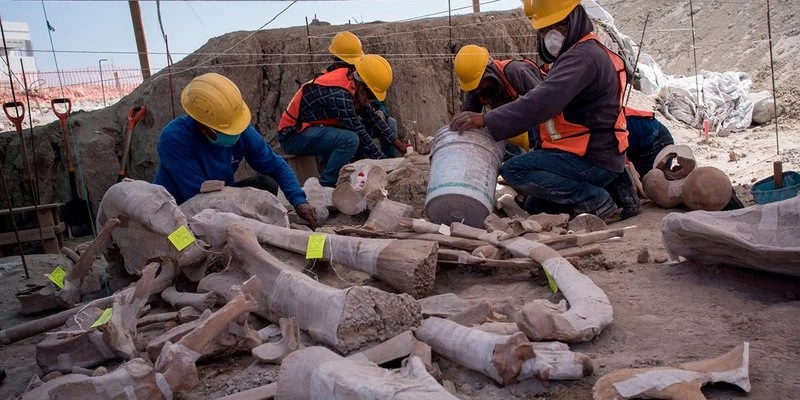 huesos de mamut, camello y caballo en santa lucía