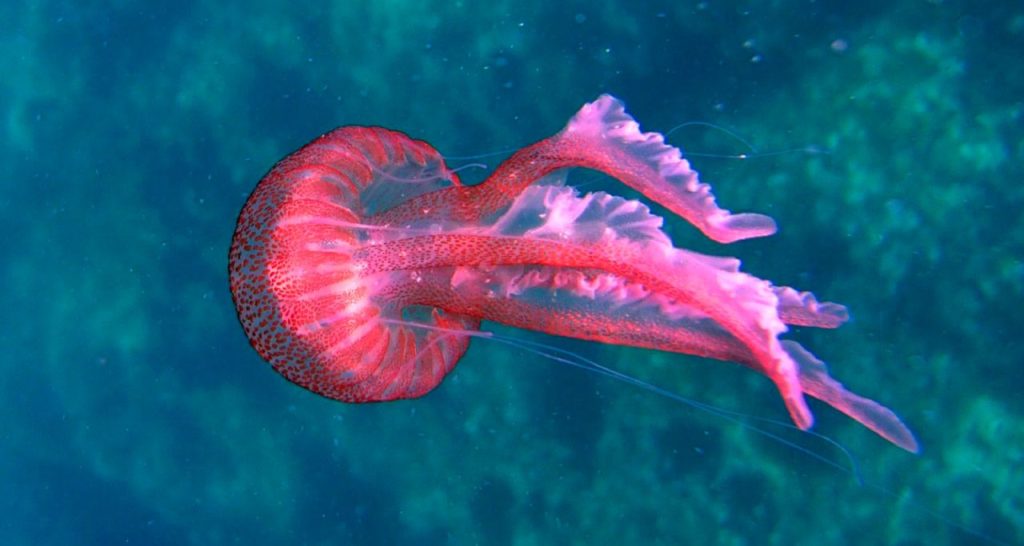 nueva especie de medusa roja