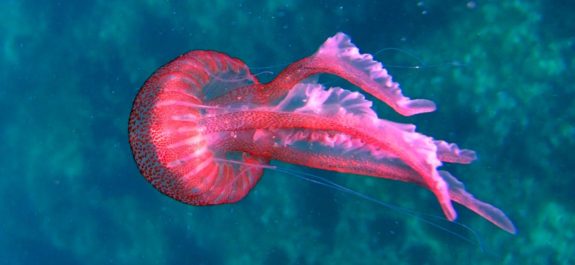 nueva especie de medusa roja