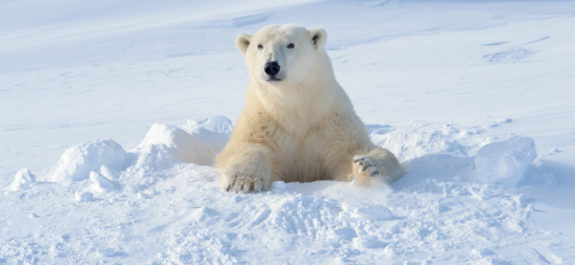 oso polar bln