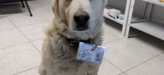 perrito-gafette-jefe de seguridad