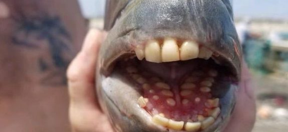 pez con dientes humanos
