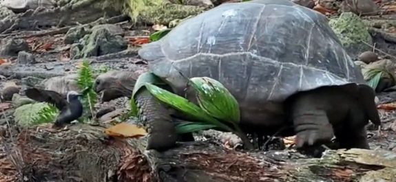 tortuga gigante devora pajarito