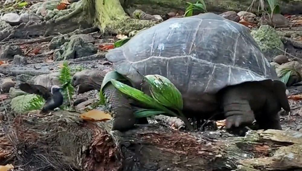 tortuga gigante devora pajarito