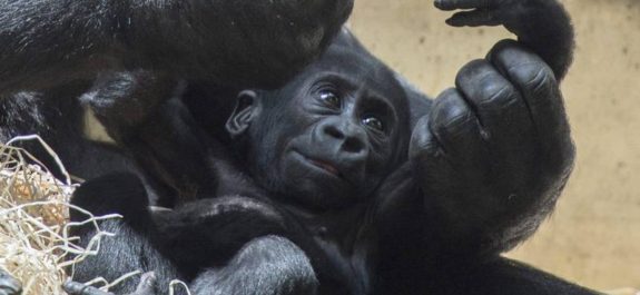 Gorilas dan positivo a COVID en zoológico de Estadaos Unidos