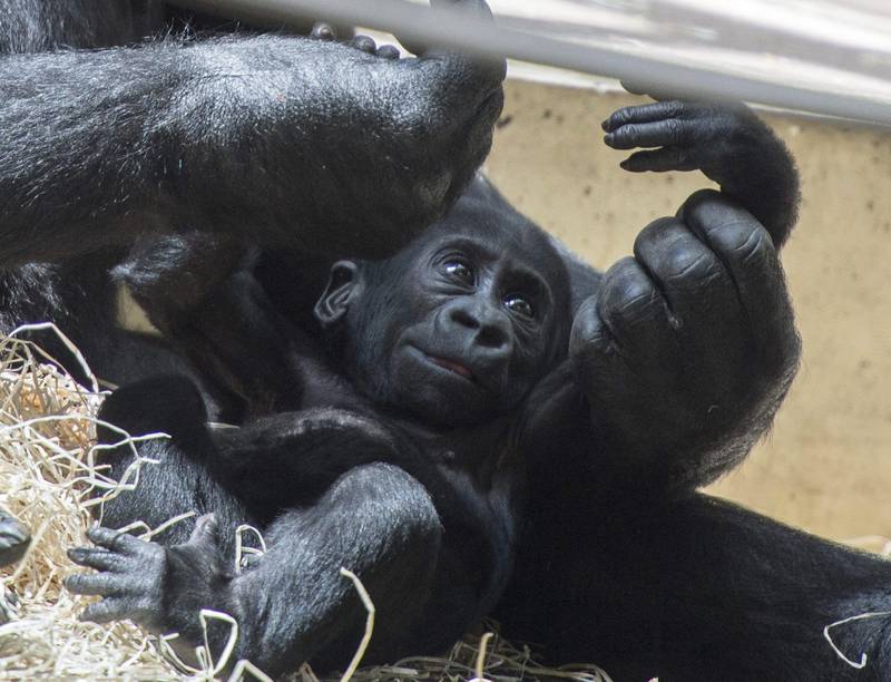 Gorilas dan positivo a COVID  en zoológico de Estadaos Unidos