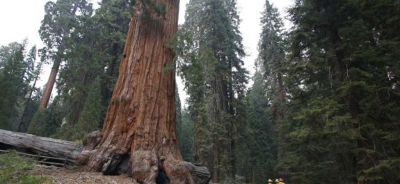 Incendios en California rozan el árbol más grande del mundo