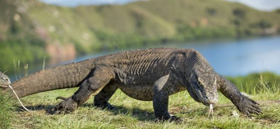 Declaran al dragón de Komodo animal en peligro de extinción