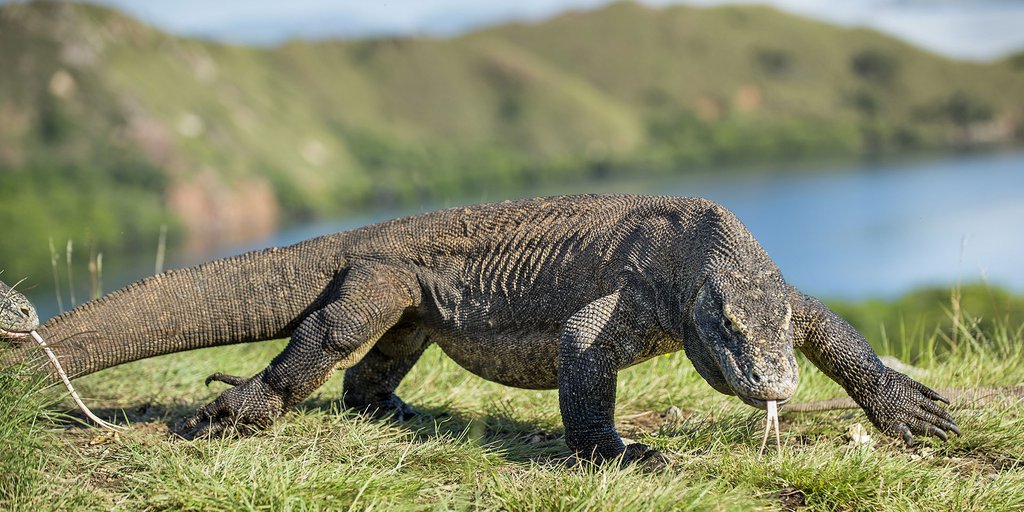 Declaran al dragón de Komodo animal en peligro de extinción