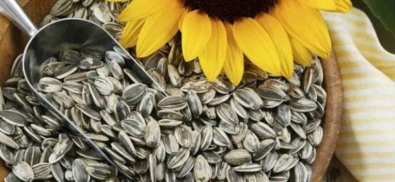 Especialistas recomiendan consumir semillas de girasol para tratar diabetes Las semillas de girasol consisten en un alimento muy completo al ofrecer fibra, proteína, grasas saludables, vitaminas y minerales, entre los que destacan la vitamina E y el magnesio que aportan muchos beneficios para las personas que padecen Diabetes.  “Las Semillas de girasol al igual que el aceite que se obtiene de ellas, aportan omega 6, cuya ingesta nos ayuda a mejorar enfermedades como la diabetes y la artritis”, señaló la española Ana Durá. Los especialistas señalan que dicha vitamina también ayuda a reducir el requerimiento de insulina y a evitar la aparición de complicaciones en la circulación de la sangre.  El magnesio es el cuarto mineral más abundante en nuestro organismo y ayuda en la secreción de insulina, hormona producida por el páncreas que se encarga de regular la cantidad de glucosa de la sangre. Asimismo, el magnesio ayuda a transportar la glucosa al interior de las células.  Un cuarto de taza de semillas de girasol USA proporciona 128 mg de magnesio, lo que equivale al 25 por ciento de valor diario recomendado.  "La vitamina E es un potente antioxidante que ayuda a mantener sanas las células y con ello evitar diversas enfermedades”, señaló en un estudio la mexicana Fiorella Espinosa.  Otros beneficios de las semillas de girasol USA es que contienen potasio, lo que ayuda a reducir riesgo de lesiones, son una gran fuente de fósforo, que favorece un buen funcionamiento cerebral y tienen una buena cantidad de calcio, por lo que son apropiadas para las personas intolerante a la lactosa y a los vegetarianos.  Es un alimento tan versátil que se puede consumir con jugos, cereales, pan, en las sopas, cremas, ensaladas o verduras o, bien, directamente crudas o tostadas.