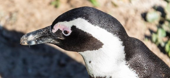 Hallan más de 60 pingüinos muertos