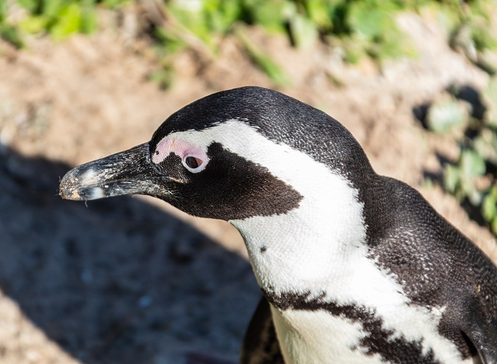 Hallan más de 60 pingüinos muertos