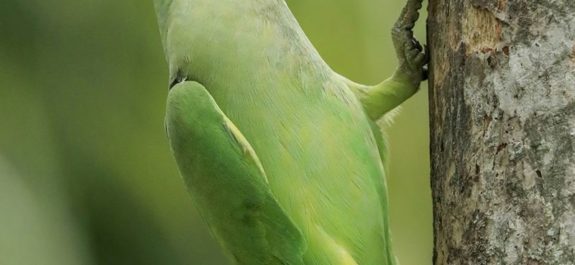 Imágenes del concurso más prestigioso de fotografía de la naturaleza-5