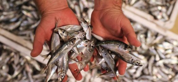 Pescado contaminado por residuos electrónicos enviados a África