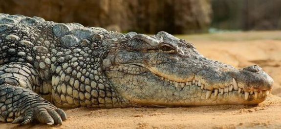 Niña muere por ataque de cocodrilo en Indonesia