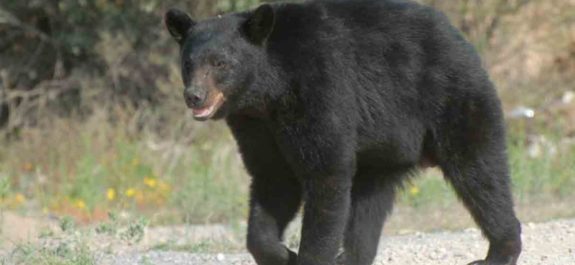 oso negro