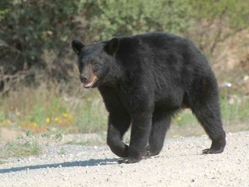 oso negro