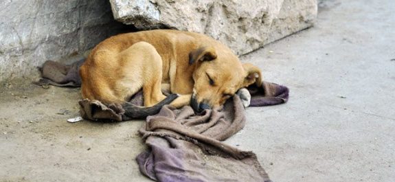 se reune con su perrita