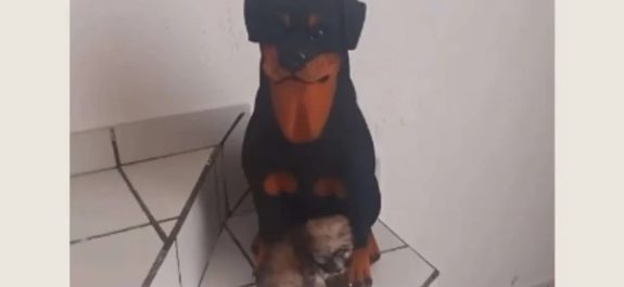 perrito confunde a su mamà