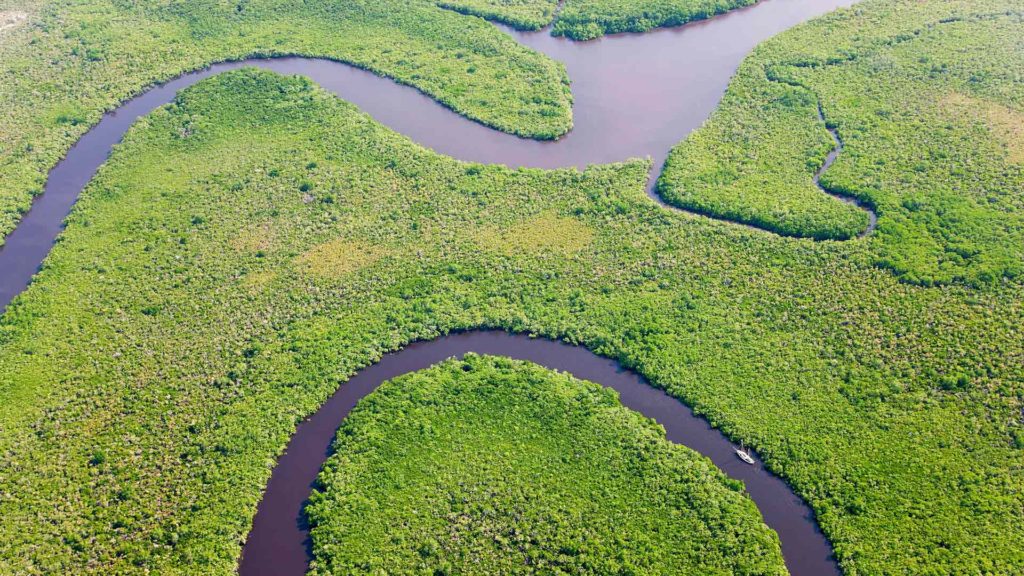 selva tropical de Daintree