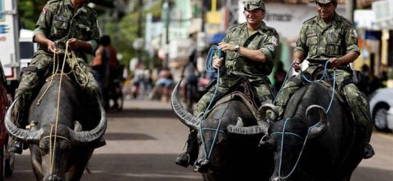 Policía en Brasil usa búfalos