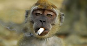 Mono es obligado a fumar un cigarro y cae mareado en zoológico