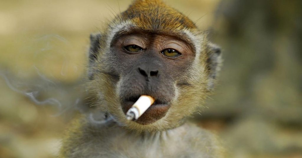 Mono es obligado a fumar un cigarro y cae mareado en zoológico 