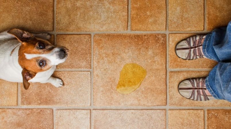 cómo quito el olor a orina de perro del cemento