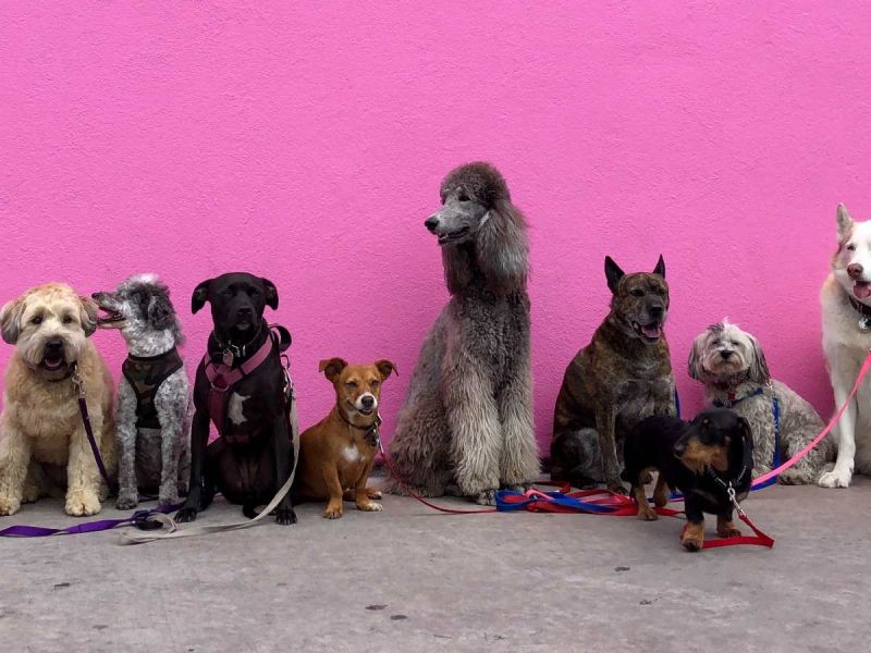 maltrato animal