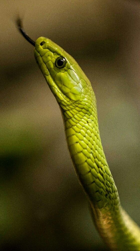 Serpiente a bordo de avión