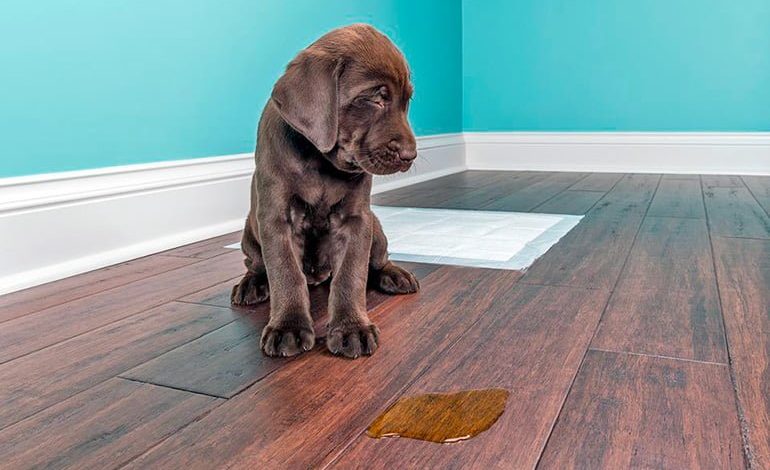 How To Get Rid Of Dog Urine Smell, Dog Urine Discolored Hardwood Floor