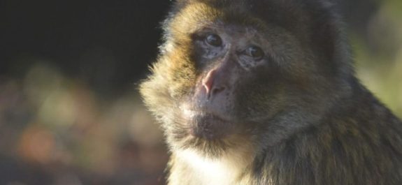 serenata para monos en inglaterra