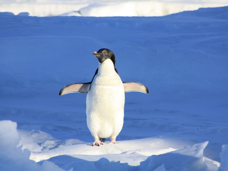 Pinguinos