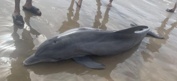 Delfín varado en la playa